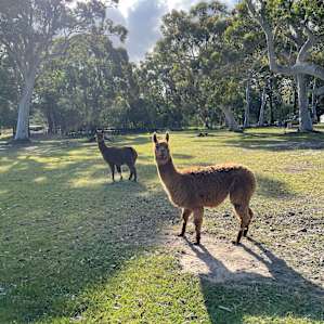 Horses for Healing Campsite