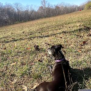Pup-camper enjoying the open space