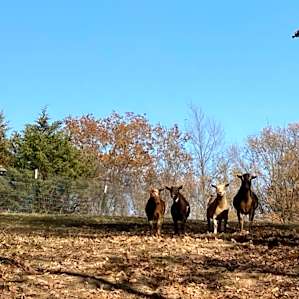 The goats were very curious about the pup