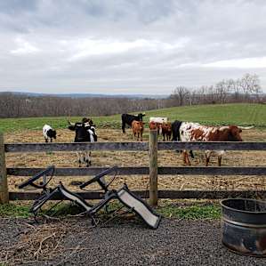 A visit from the Longhorns!