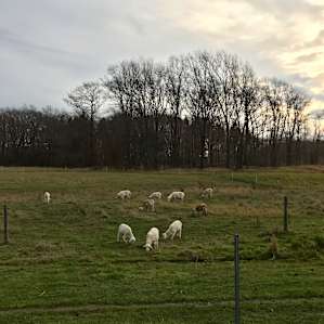 Toboggan Hill Farm