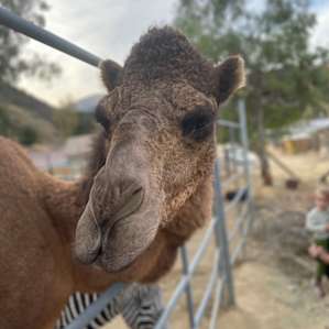 Reptacular Animals Ranch