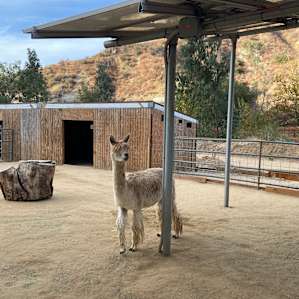 Reptacular Animals Ranch