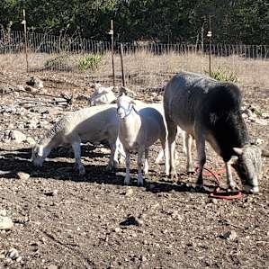 Feeding the adorable sheep and zebu