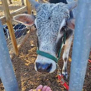 The Zebu was a beautiful cow