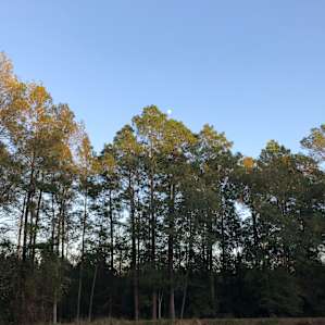Bliss Hills Farm