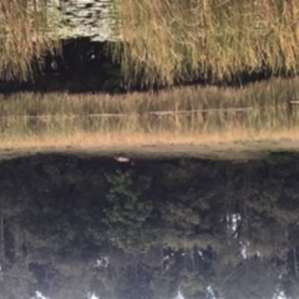 RV site at Fiddlers Green RV Ranch
