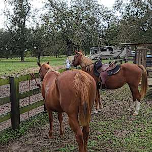 Pecan Orchard