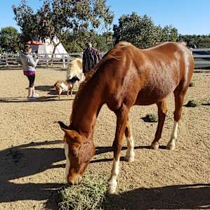 Feeding and brushing the horses and other animals was definitely the highlight of the stay for the kids.