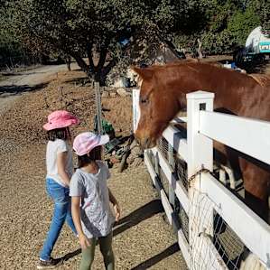This big guy is a gentle horse that wants his head to be rubbed.