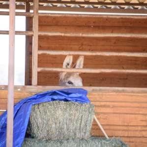Hote, the easily excitable donkey.