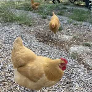 Chickens roaming around the property :)
