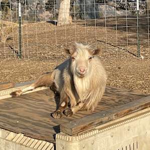 Glamping with the Goats at our Farm
