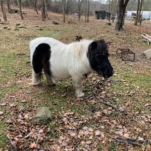 Mariaville Goat Farm Yurt