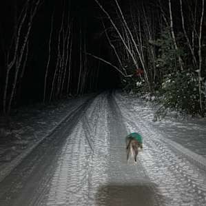 Camp Fern