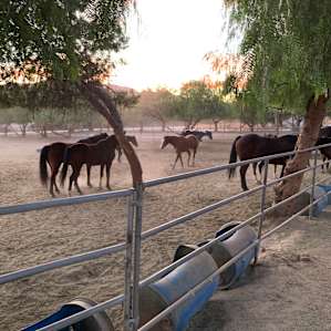 Saddle Up Ranch Site 1