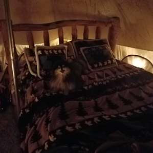 Comfy bed (I think it's a queen?)