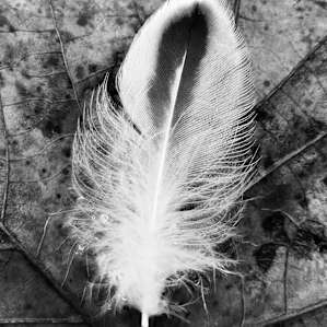 Found feather on leaf near pond.