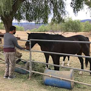 The horses are beautiful