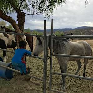 Super friendly horses