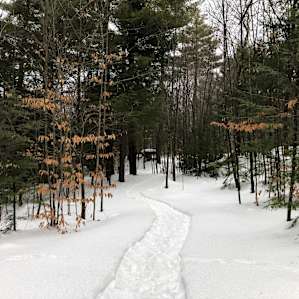 Lost Boys Forest - The Hideout