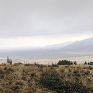 View of property with the resident horse.