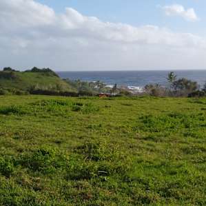 The Pasture (P4)