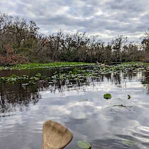 The Wekiva River Experience