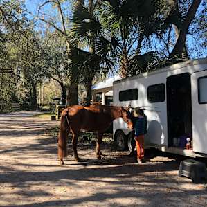 Wooded areas in a horse pasture