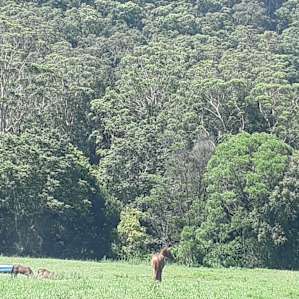 The paddock we camped on.