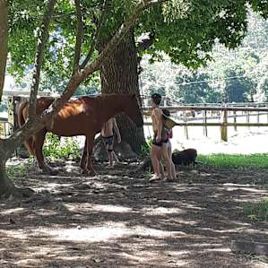 The kids meeting the horses.