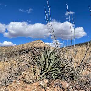 Walking through ocotillo and agave patches near the property