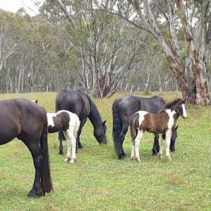 Friendly horses