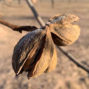 Pecans. CD