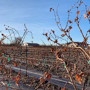 Vineyard