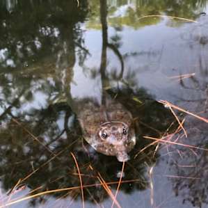 Friendly turtles in the pond!