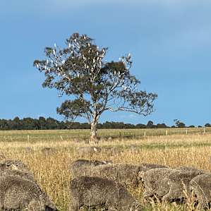 Horse Farm Stay East Gippsland