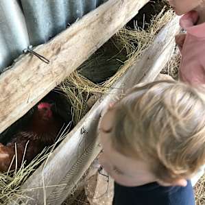 Morning egg collection