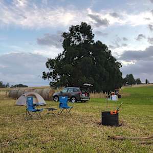 Pine Ridge, Green Pine