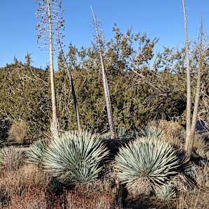 really cool desert plants