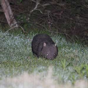 Merimbula Bushcamp 6. Wombat Way