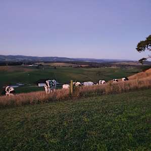 The Sheds