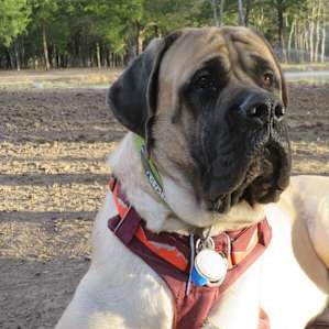 Our 200 lb big boy had an absolute blast!!