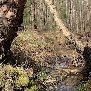 Camping in the East Texas Pines
