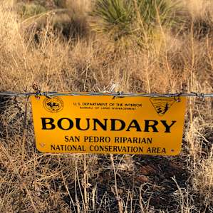 Mesquite forest tent sites