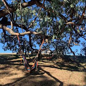 The tree