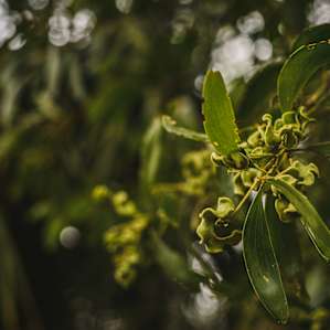 Punta Gorda Botanical Retreat