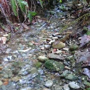 Babbling creek