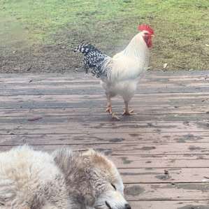 Resident rooster. They call him “Lou”
