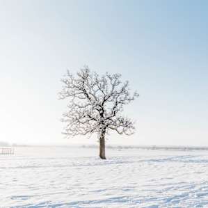 Horse pasture
